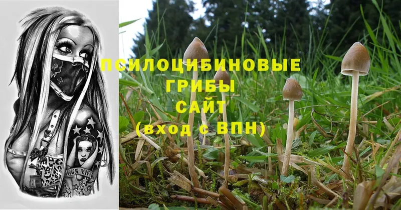 Псилоцибиновые грибы Psilocybe  цены   Арамиль 